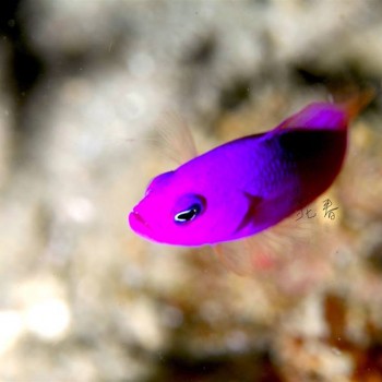 紫准雀鯛