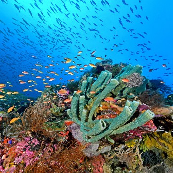 珊瑚礁的美麗，來自豐富的生物多樣性