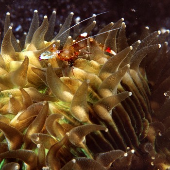 蕈珊瑚與共生蝦