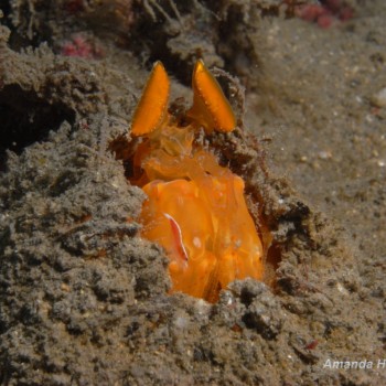 琴蝦蛄 Lysiosquilloides mapia 和姐妹岩蝦 Periclimenes soror