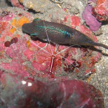 白背清潔蝦 Lysmata amboinensis 和水紋尖鼻魨 Canthigaster rivulata