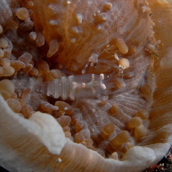 隱密海葵蝦 Pliopontonia furtiva