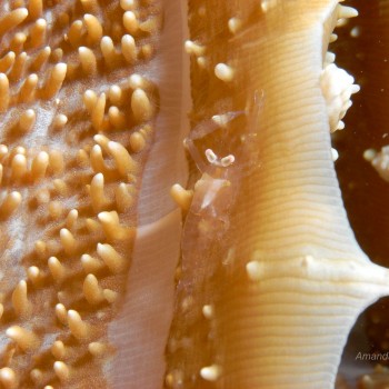 隱密海葵蝦 Pliopontonia furtiva