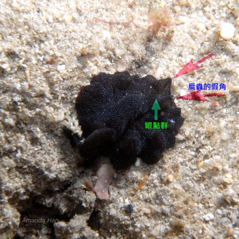 陽光偽角扁蟲 Psedobiceros apricus