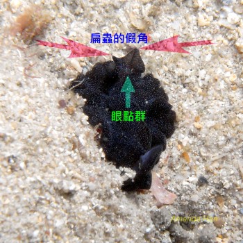 陽光偽角扁蟲 Psedobiceros apricus