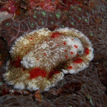 血斑盤海蛞蝓 Platydoris cruenta