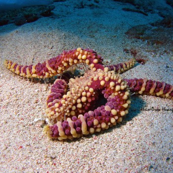 赤麗棘海星