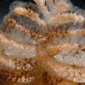 三葉小瓷蟹 Porcellanella triloba