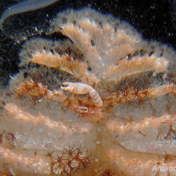 三葉小瓷蟹 Porcellanella triloba