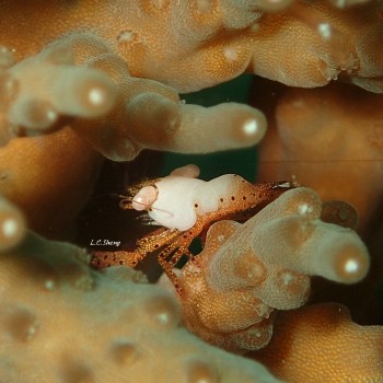 Superb Coral  Shrimp