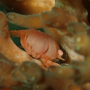 Fingerprint coral shrimp,指紋
