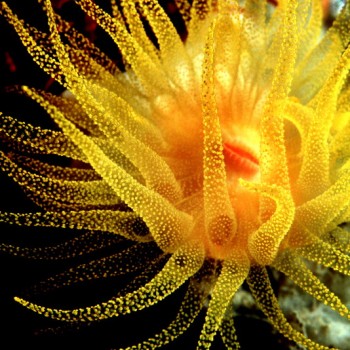 圓管星珊瑚 墾丁